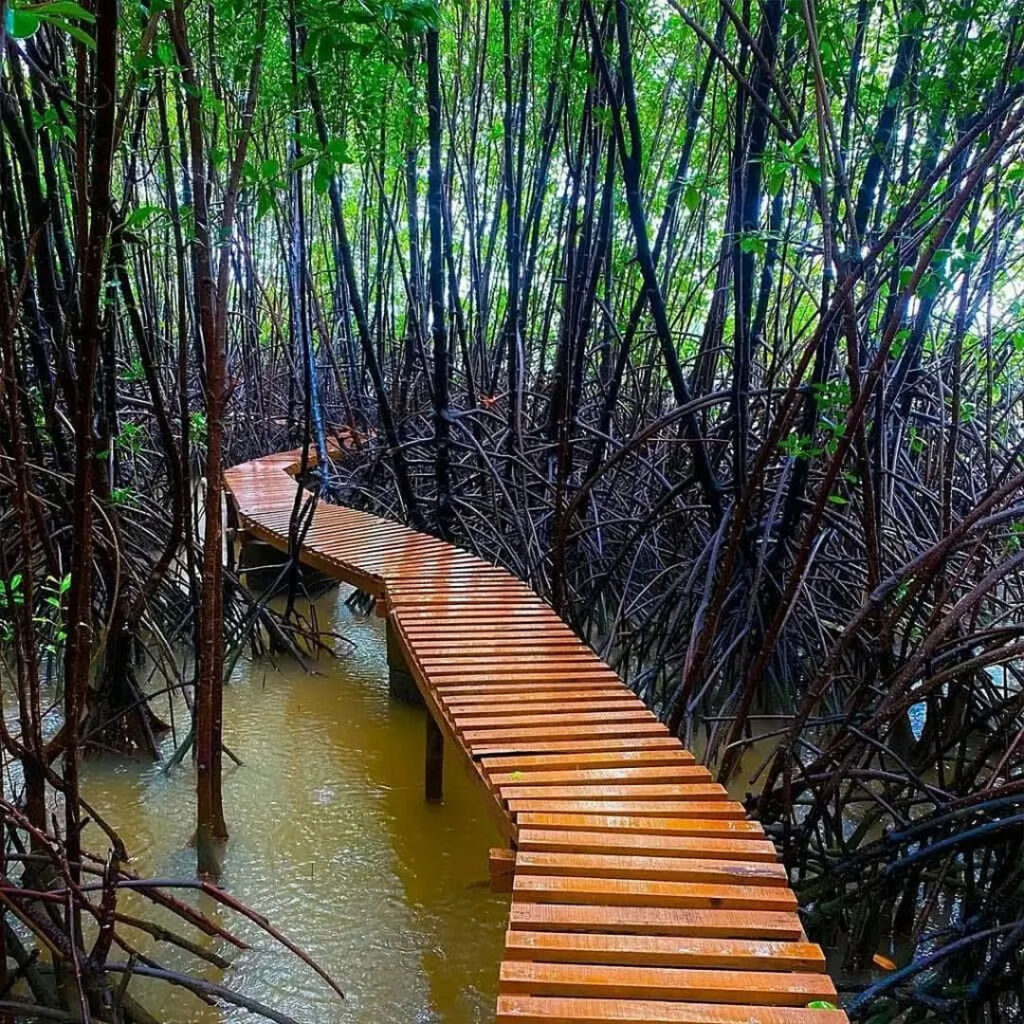 Mangrove walk